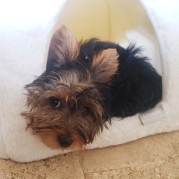 THIS BUS IS FULL!! PLEASE FIND NEW LISTING! XO - Picture 9 of 13